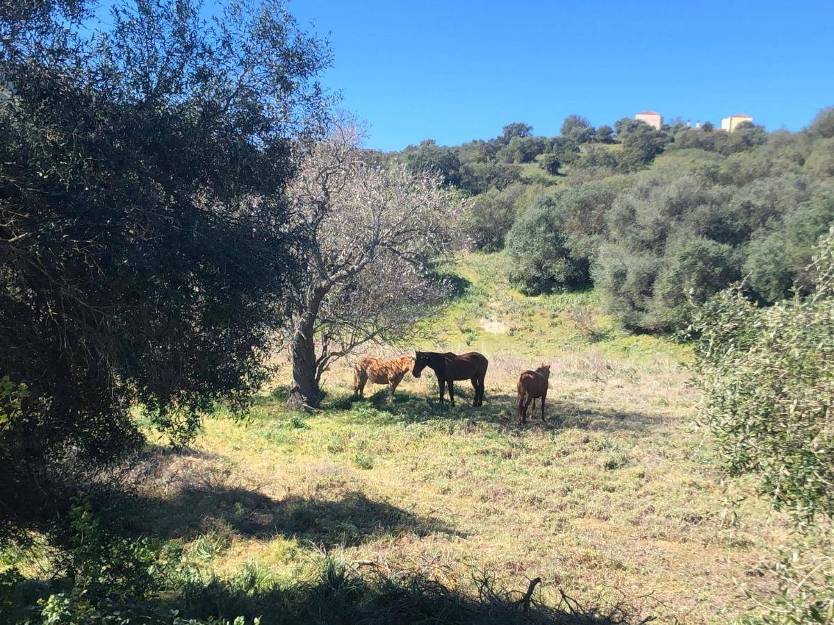 Agriturismo E Antica Fattoria Matteu Bed & Breakfast เตวลาดา ภายนอก รูปภาพ